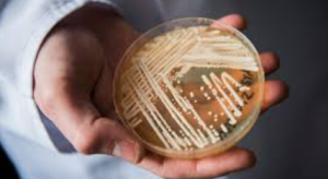 Deadly Drug-Resistant Fungus Candida Auris Spreads Across US