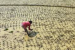 India’s Rice Export Boom and the Groundwater Crisis Beneath It