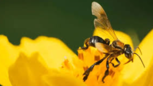 Amazonian Stingless Bees Granted Legal Rights in Peru