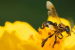 Amazonian Stingless Bees Granted Legal Rights in Peru