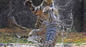 India Records 166 Tiger Deaths in 2025, NTCA Data Shows