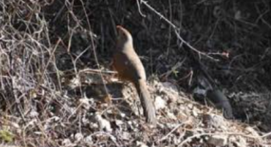 Sirkeer Malkoha Spotted First Time in Uttarkashi