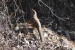 Sirkeer Malkoha Spotted First Time in Uttarkashi
