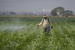 Climate-resilient agriculture: Why India’s farms must adapt faster to climate stress