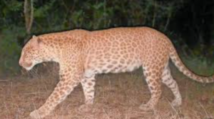 Karnataka Records First Sighting of Ultra-Rare ‘Sandalwood Leopard’