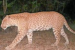 Karnataka Records First Sighting of Ultra-Rare ‘Sandalwood Leopard’