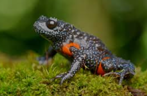 Galaxy Frog Threatened by Unethical Wildlife Photography