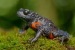 Galaxy Frog Threatened by Unethical Wildlife Photography