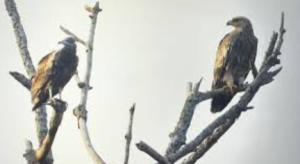 Eastern Imperial Eagle Spotted at Mudumalai Tiger Reserve