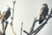 Eastern Imperial Eagle Spotted at Mudumalai Tiger Reserve