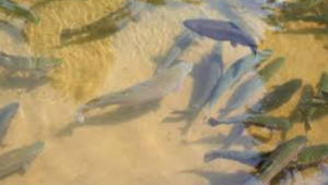 India Launches First Tropical RAS-Based Rainbow Trout Farm