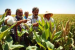 ICAR Releases 184 Improved Crop Varieties in New Delhi