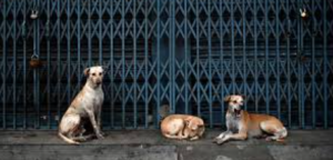 Why India’s Street Dog Debate Needs Science — Not Courtroom Shortcuts