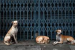 Why India’s Street Dog Debate Needs Science — Not Courtroom Shortcuts