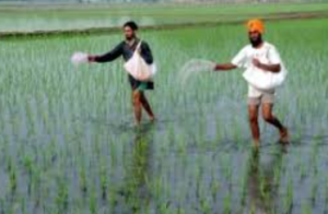 India Emerges as World’s Largest Rice Producer