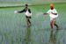 India Emerges as World’s Largest Rice Producer