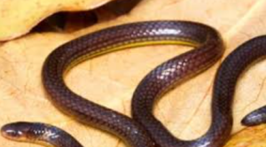 New Reed Snake Species Calamaria Mizoramensis Discovered in Mizoram