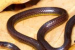 New Reed Snake Species Calamaria Mizoramensis Discovered in Mizoram