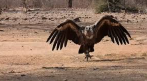 Endangered Indian Vultures Released in Melghat Tiger Reserve