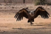 Endangered Indian Vultures Released in Melghat Tiger Reserve