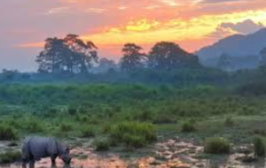 Why India Must Reimagine the Indian Forest Service for the 21st Century