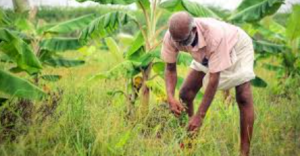 Private Plantations In Forests Spark Fresh Conservation Debate