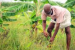 Private Plantations In Forests Spark Fresh Conservation Debate