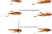New Meadow Katydid Species Discovered in Kashmir