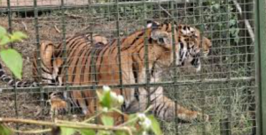 All-India Tiger Estimation 2026 Begins in Thanthai Periyar Sanctuary