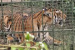 All-India Tiger Estimation 2026 Begins in Thanthai Periyar Sanctuary