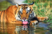 MSTrIPES App to Power Tiger Census in Anamalai Tiger Reserve
