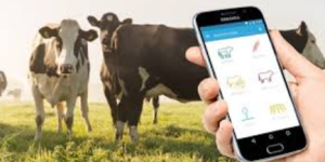 How Digital Tools Are Quietly Reshaping India’s Dairy Sector