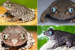Two New Frog Species Discovered in Arunachal Pradesh