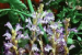 Orobanche Weed Threatens Mustard Yields Across Key Growing States