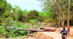 Forest Rights Act at 20: From ‘Healing Touch’ to Political Fault Line