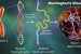 Huntington’s Disease Research Offers New Hope for Treatment