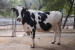 India Registers High-Yielding Synthetic Cattle Breeds