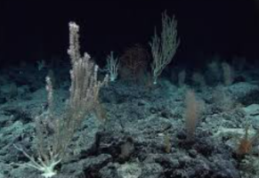 India’s Next Biotech Frontier: Why the Deep Ocean and Outer Space Matter