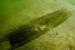 5,200-Year-Old Boat Discovery Reveals Ancient North American Life