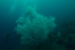 Giant 300-Year-Old Black Coral Found in New Zealand