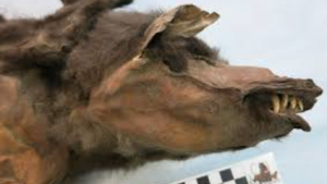 Wolf Puppy Meal Reveals Woolly Rhinoceros Genome