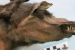 Wolf Puppy Meal Reveals Woolly Rhinoceros Genome