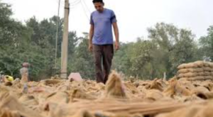 India’s Record Grain Output, Punjab’s Deepening Farm Crisis