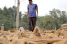 India’s Record Grain Output, Punjab’s Deepening Farm Crisis
