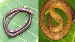 New Blind Caecilian Species Discovered in Western Ghats