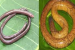 New Blind Caecilian Species Discovered in Western Ghats