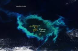 Phytoplankton Bloom Encircles New Zealand’s Chatham Islands