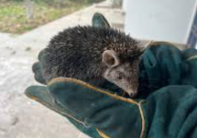Brandt’s Hedgehog Discovered in Jammu and Kashmir