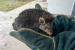Brandt’s Hedgehog Discovered in Jammu and Kashmir