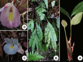 New Ginger Species Discovered in Arunachal Pradesh’s Siang Valley